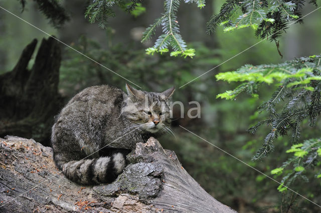 Wilde kat (Felis silvestris)