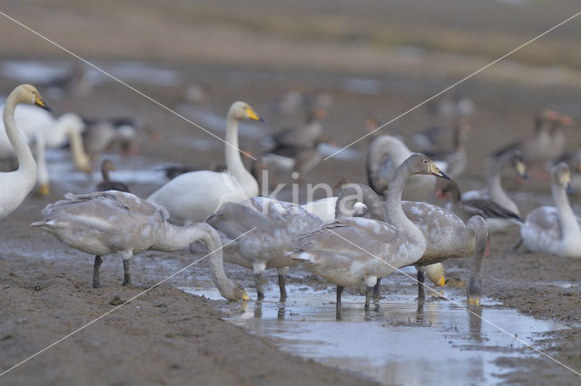 Whooper Swan (Cygnus cygnus)