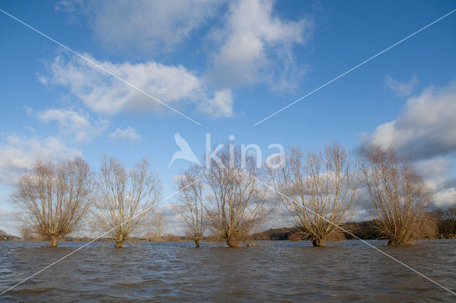Willow (Salix)
