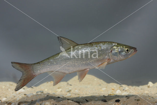 Winde (Leuciscus idus)