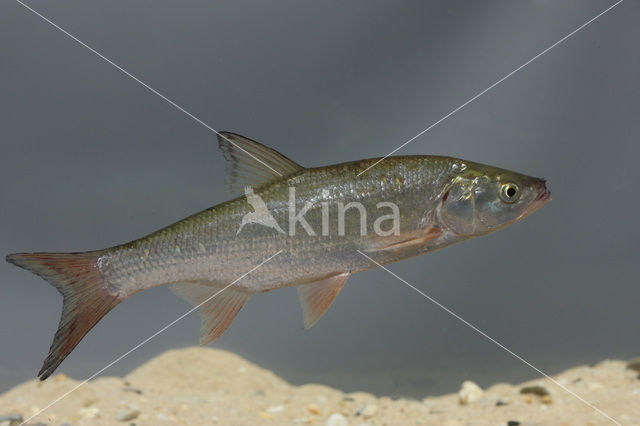 Orfe (Leuciscus idus)