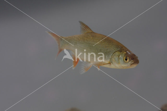 Orfe (Leuciscus idus)