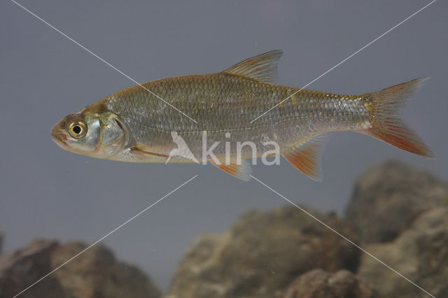 Orfe (Leuciscus idus)