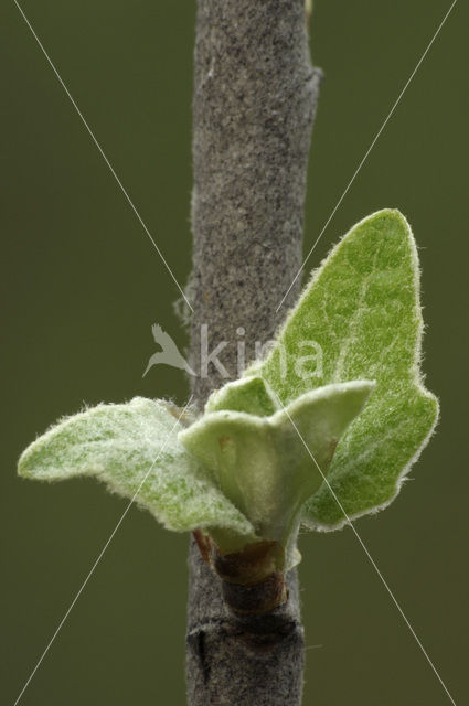 Witte abeel (Populus alba)