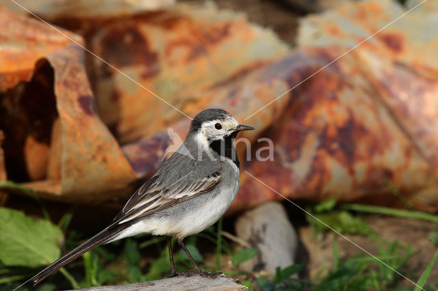 Witte Kwikstaart (Motacilla alba)