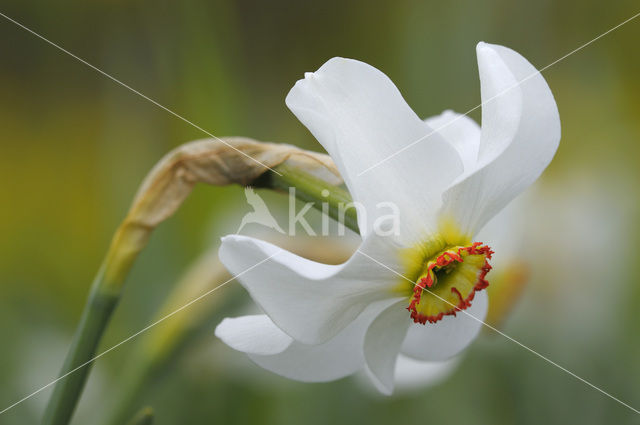 Pheasant’s-eye Daffodil (Narcissus poeticus)