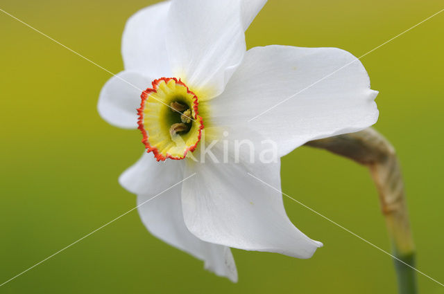 Pheasant’s-eye Daffodil (Narcissus poeticus)