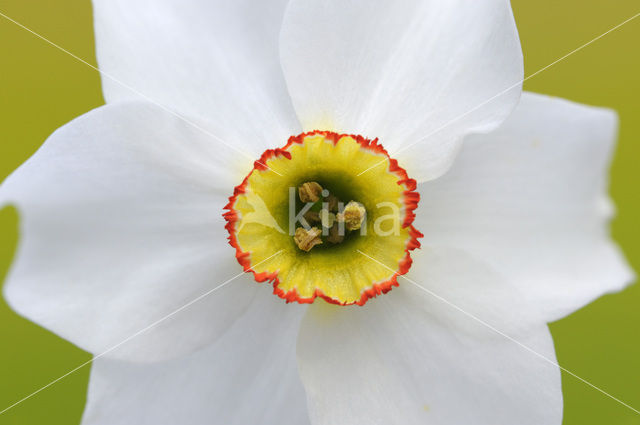 Pheasant’s-eye Daffodil (Narcissus poeticus)