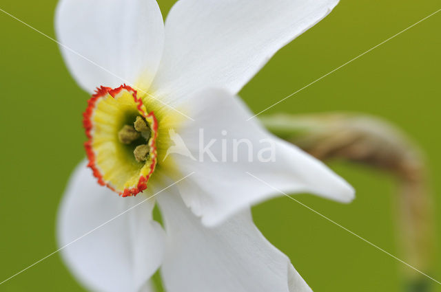 Pheasant’s-eye Daffodil (Narcissus poeticus)