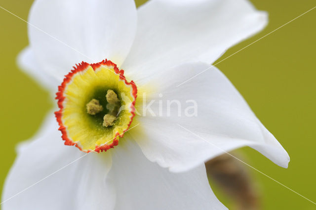 Pheasant’s-eye Daffodil (Narcissus poeticus)