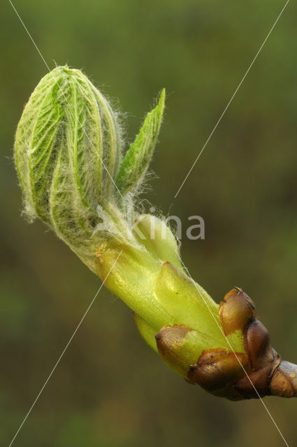 Horse-chestnut (Aesculus hippocastanum)