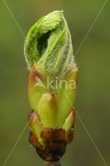 Horse-chestnut (Aesculus hippocastanum)