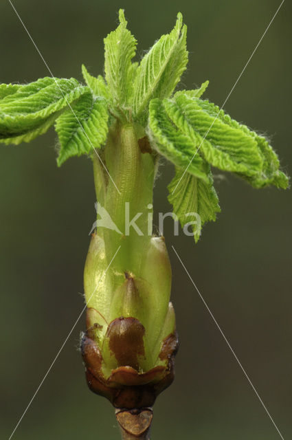 Witte paardenkastanje (Aesculus hippocastanum)