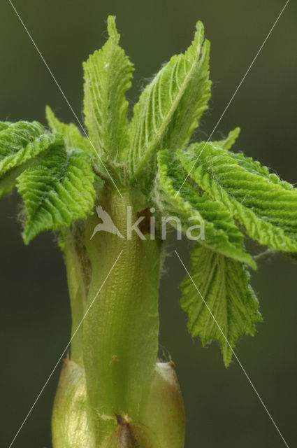 Horse-chestnut (Aesculus hippocastanum)