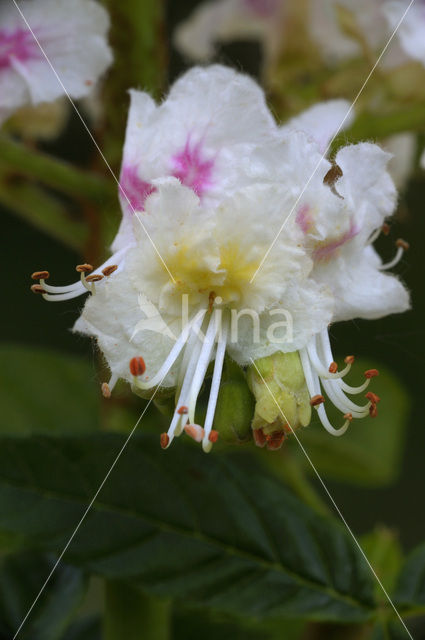 Witte paardenkastanje (Aesculus hippocastanum)