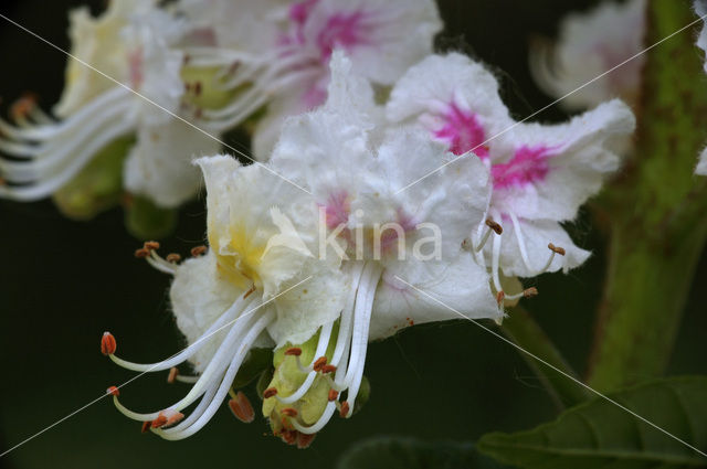 Witte paardenkastanje (Aesculus hippocastanum)