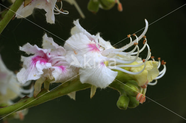 Witte paardenkastanje (Aesculus hippocastanum)