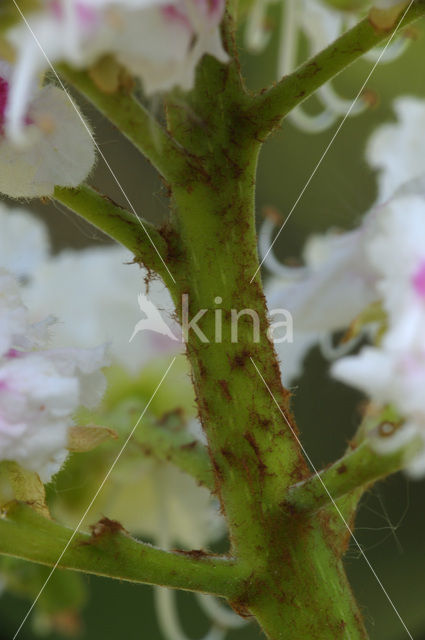 Witte paardenkastanje (Aesculus hippocastanum)