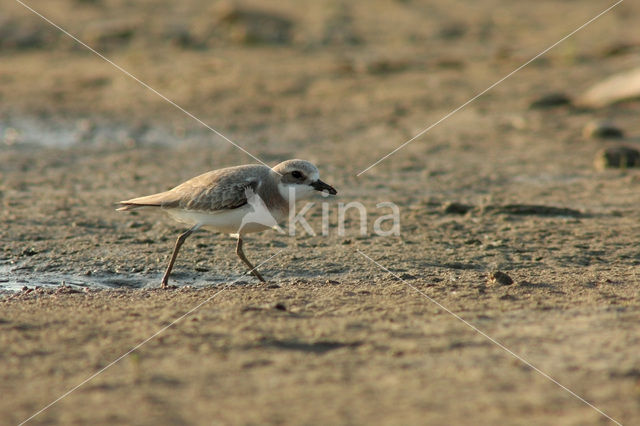 Woestijnplevier (Charadrius leschenaultii)