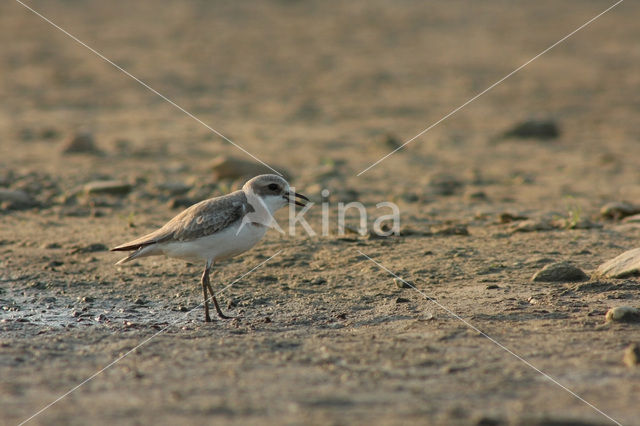 Woestijnplevier (Charadrius leschenaultii)