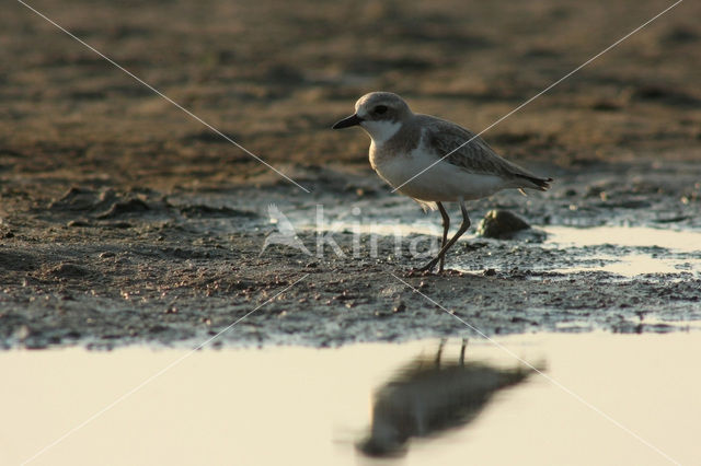 Woestijnplevier (Charadrius leschenaultii)