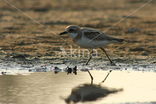 Woestijnplevier (Charadrius leschenaultii)