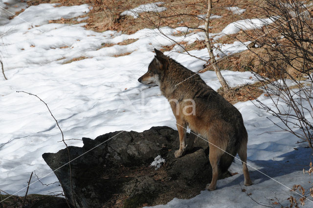 Grey Wolf (Canis lupus)