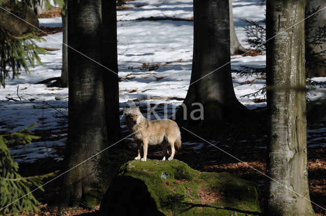 Grey Wolf (Canis lupus)