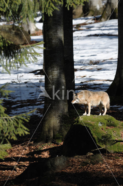 Grey Wolf (Canis lupus)