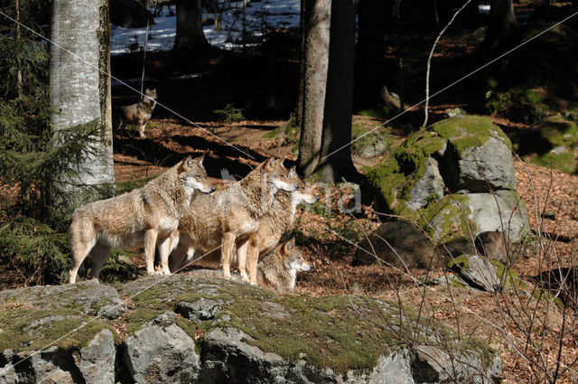 Wolf (Canis lupus)