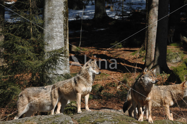 Grey Wolf (Canis lupus)