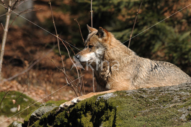 Grey Wolf (Canis lupus)