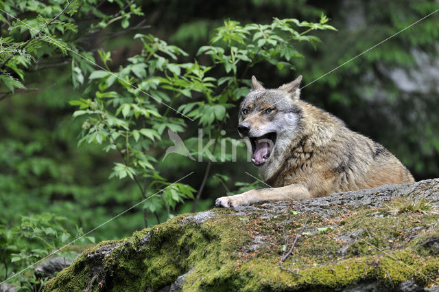 Wolf (Canis lupus)