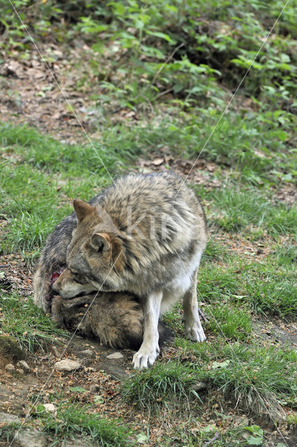 Grey Wolf (Canis lupus)