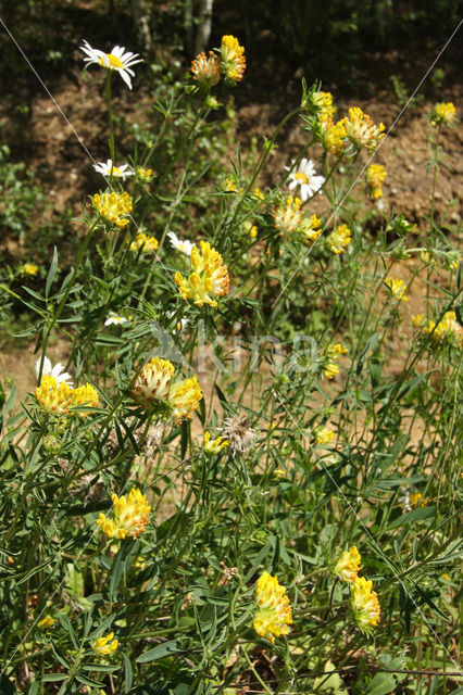 Wondklaver (Anthyllis vulneraria)