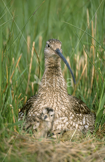 Eurasian Curlew (Numenius arquata)