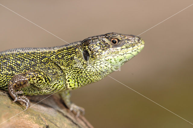 Sand Lizard (Lacerta agilis)