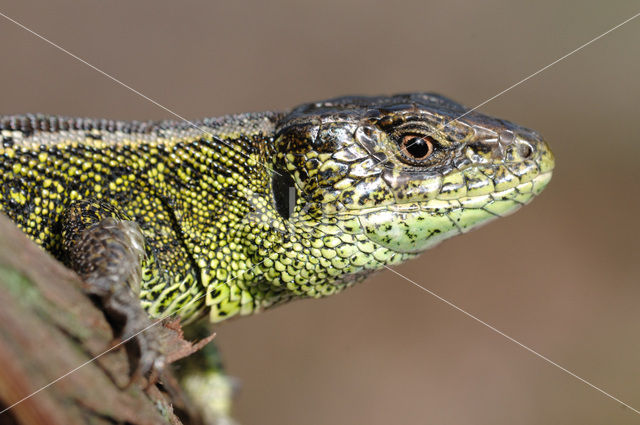 Zandhagedis (Lacerta agilis)