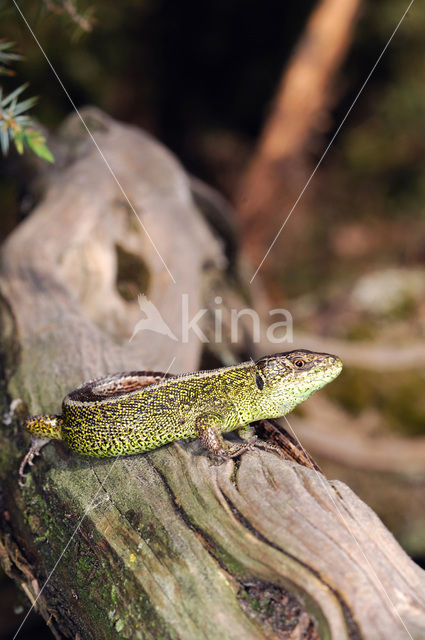 Zandhagedis (Lacerta agilis)