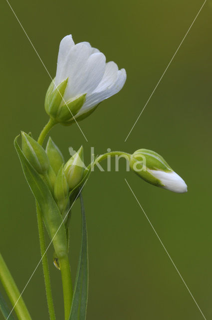 Zeegroene muur (Stellaria palustris)
