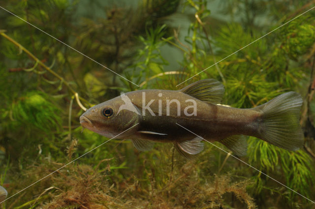 Tench (Tinca tinca)