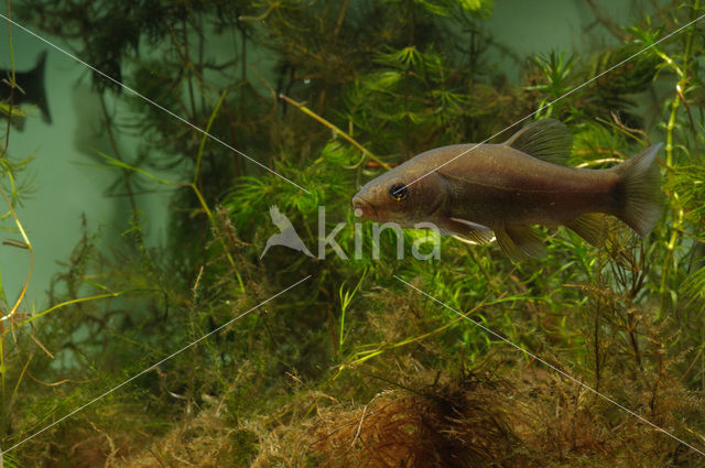 Tench (Tinca tinca)