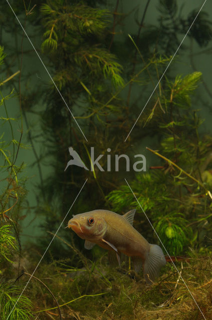 Tench (Tinca tinca)