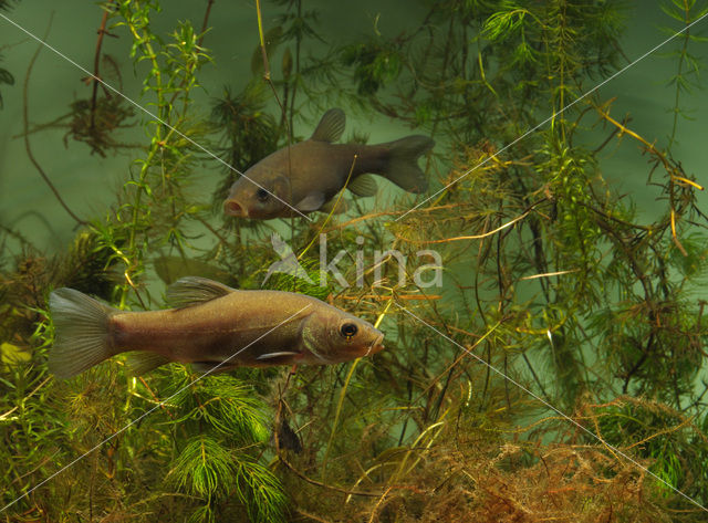 Tench (Tinca tinca)