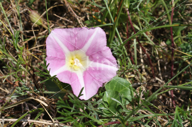 Sea Bindweed (Convolvulus soldanella)