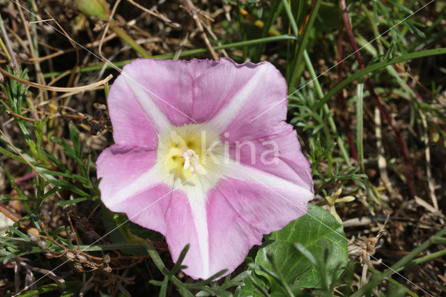 Zeewinde (Convolvulus soldanella)