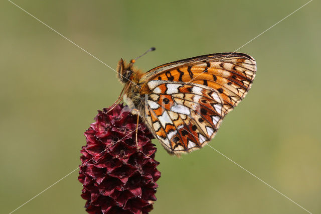 Small Pearl-Bordered Fritillary (Boloria selene)