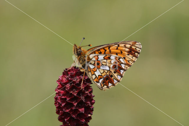 Small Pearl-Bordered Fritillary (Boloria selene)