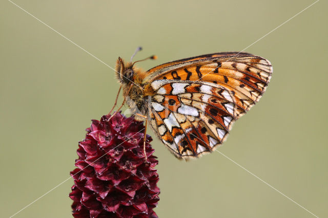 Small Pearl-Bordered Fritillary (Boloria selene)