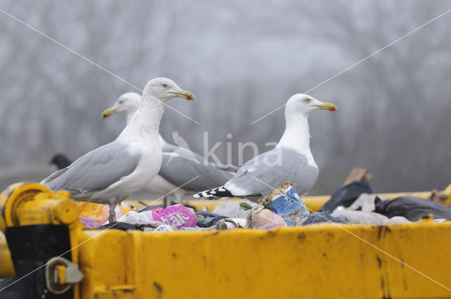 Herring Gull (Larus argentatus)